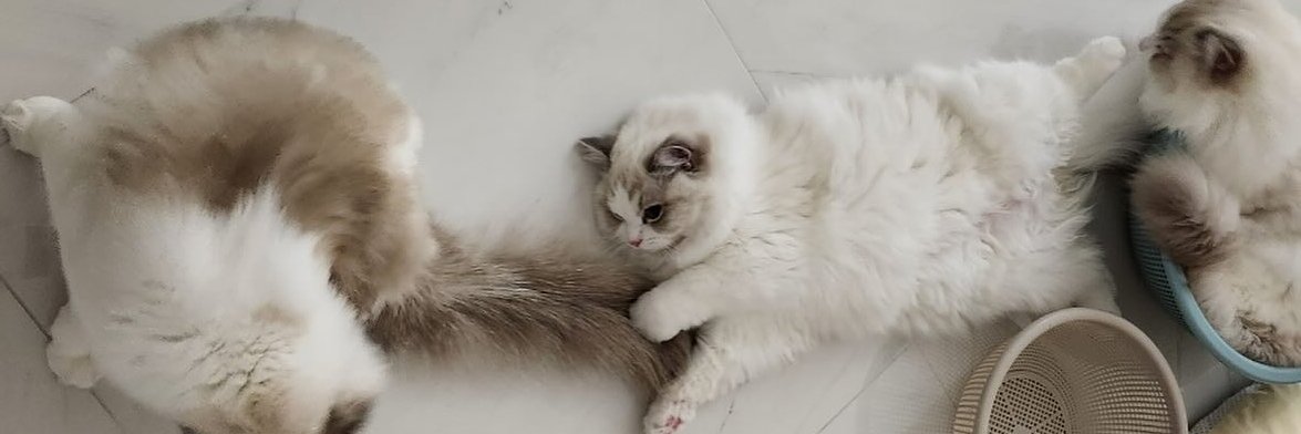 キラリ✨คุนนู๋น้องลูกเน้กโกะจัง🐈👑✨'s banner