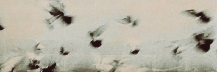 ⋆'s banner