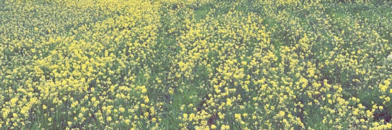 مليح العياف's banner