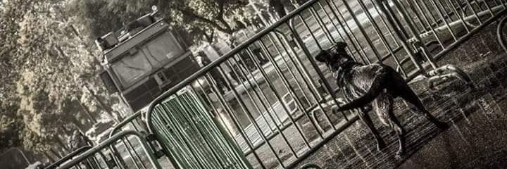 Bárbara Stormhood 🐾👣's banner