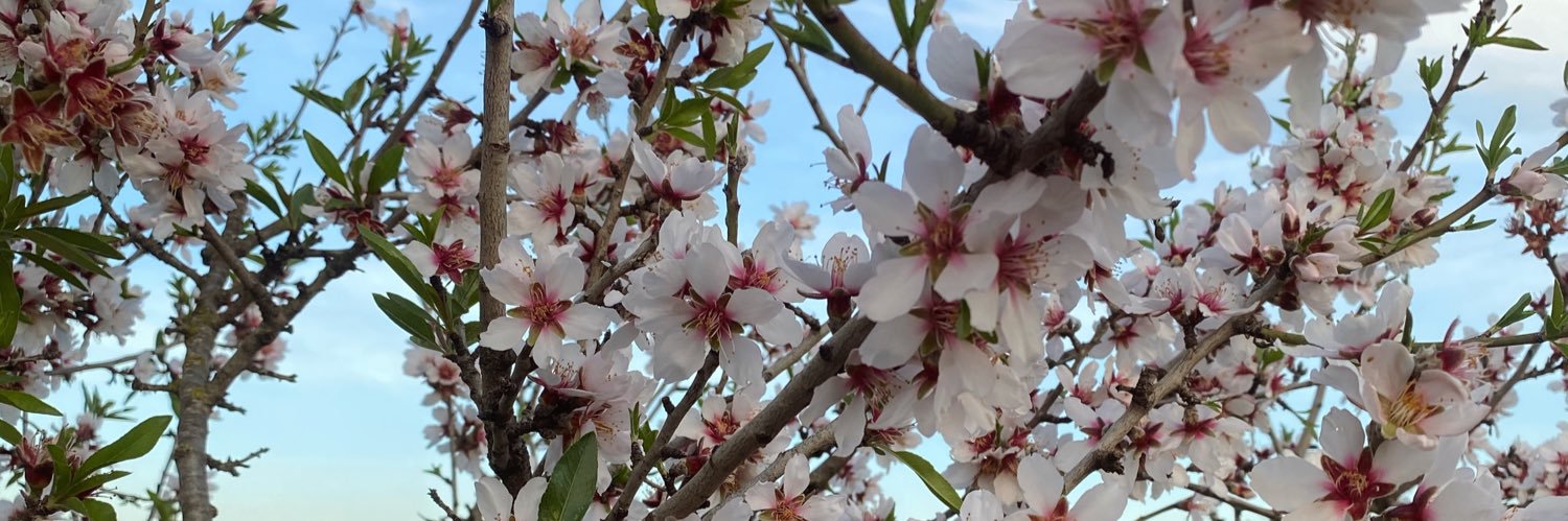 Emi 🌸's banner