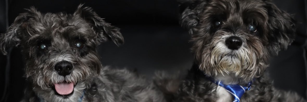 Melanie DaSilva's banner