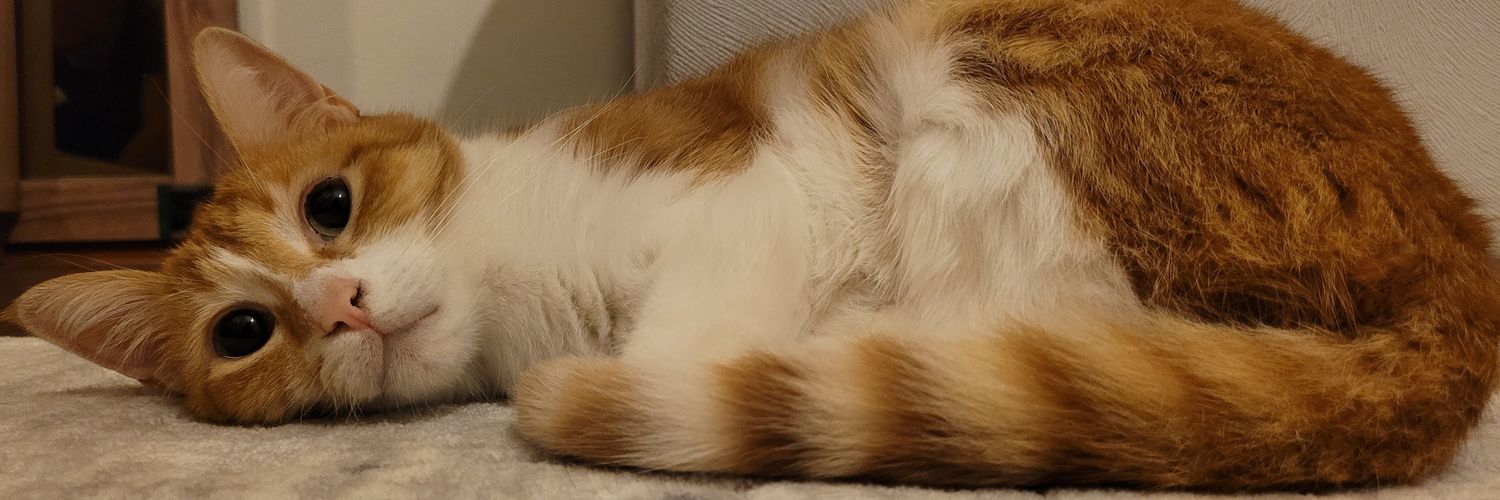 Kedilikler / Funny Cat Moments's banner