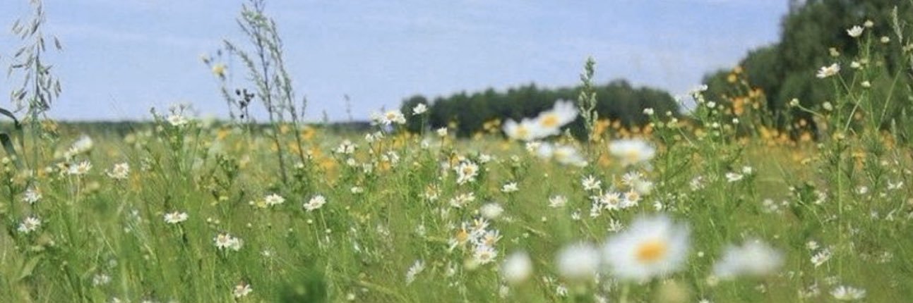 carol's banner