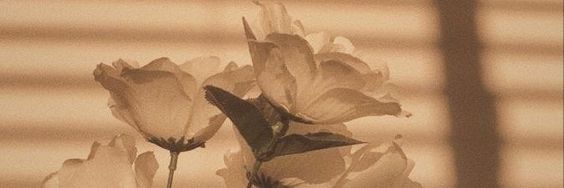 Lis's banner