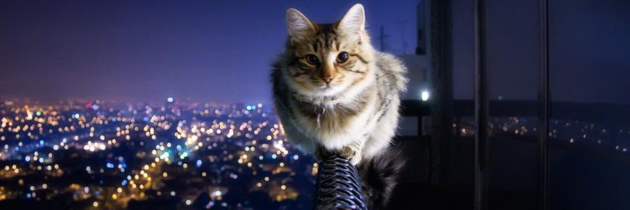 gray cat's banner
