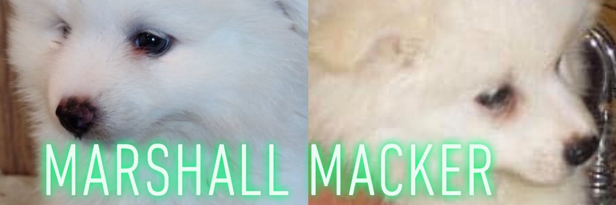 Tara's banner