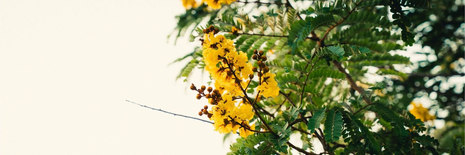 غضنفر 🌲's banner