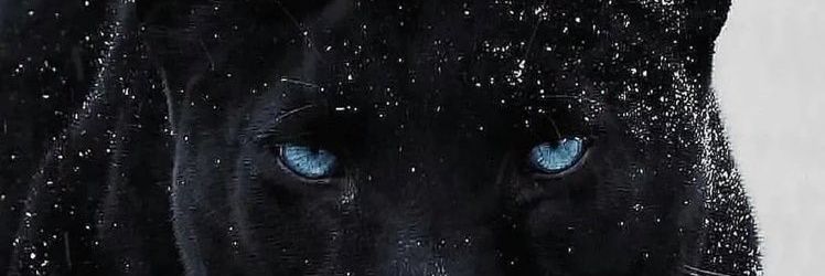 Nurcan's banner