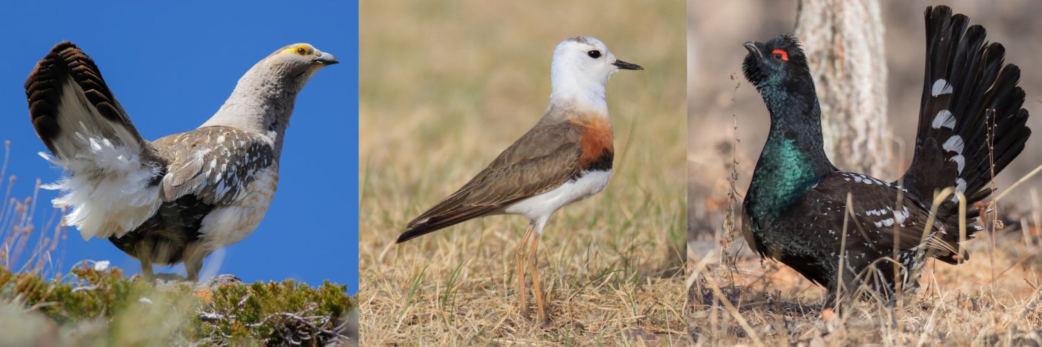 Birding Mongolia's banner
