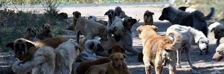 Başıboş Köpek Tehlikesi's banner