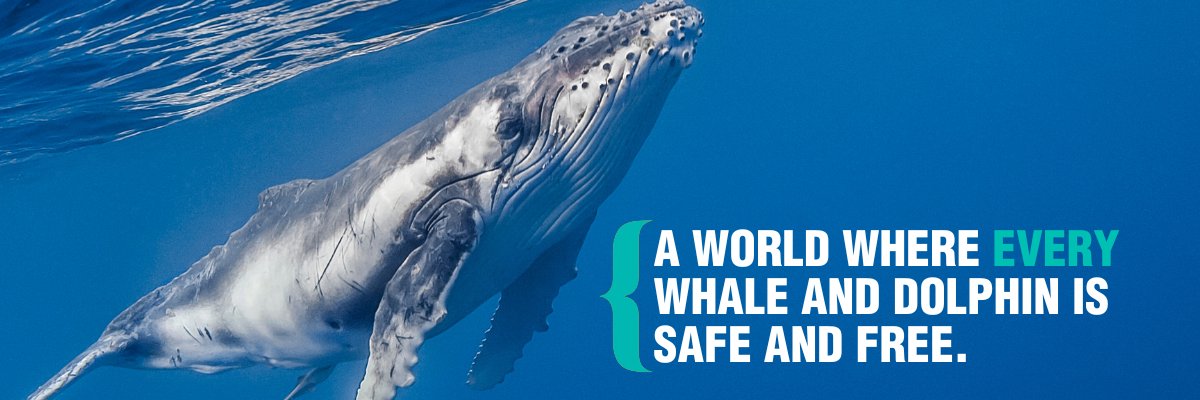 Whale and Dolphin Conservation (WDC)'s banner