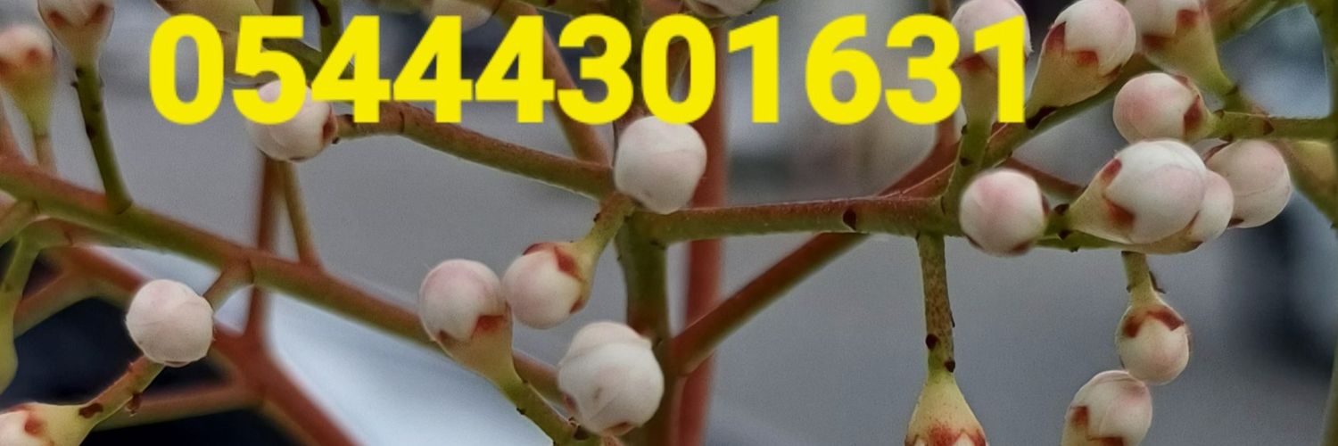 👉 M@RiFeτli 1̥6̥🦂 ƳᑌƘᔕƐƘ ƐᑎᗪOᖇFƖᑎ's banner