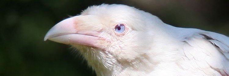 Sumru Özden's banner