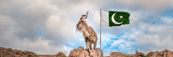 sehar zaka's banner