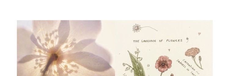 ⁺ ₊ ᨳ v i v i ໒꒱ ⁺ ₊'s banner