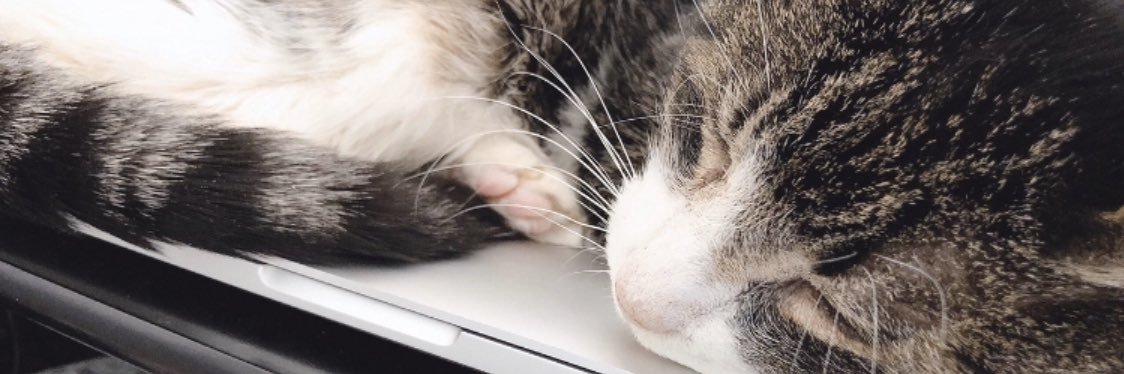 凛人-rito-🐈 哀と凛人の無所属's banner
