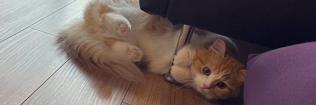 猫のこばん's banner