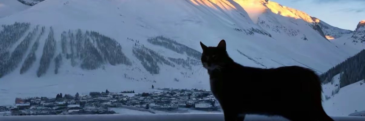 短发那只猫's banner