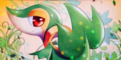 ツタージャ's banner