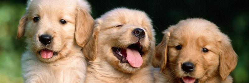 Razas de Perros's banner