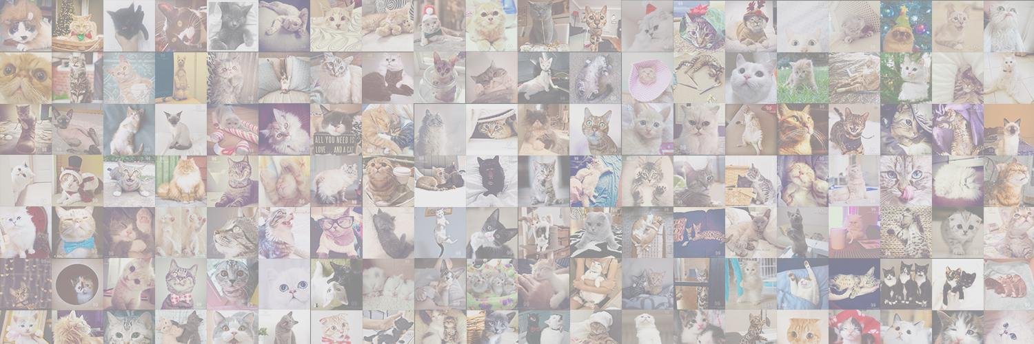 Cats of Instagram's banner