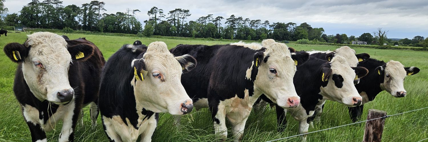 José Jáuregui 🐄🍀's banner
