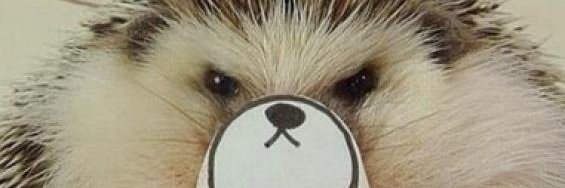 Никита Булгаков 🦔's banner