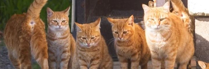 🐈猫川猫太郎😺's banner