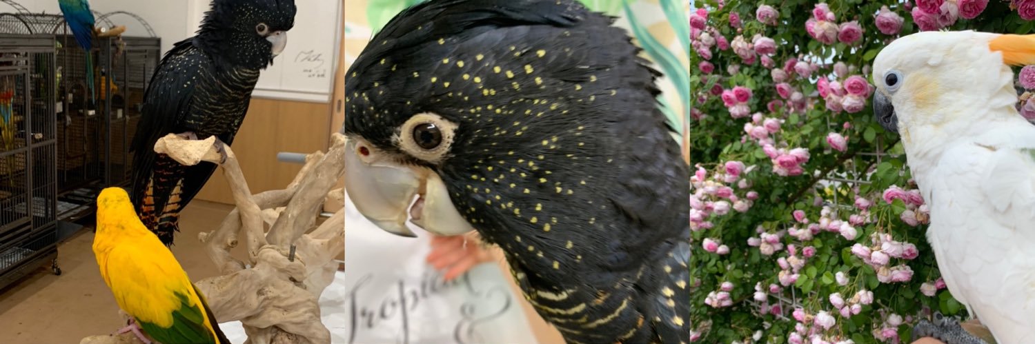 鳥の遊び場 鳥楽園's banner