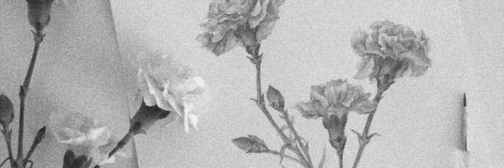 shir's banner
