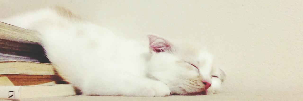ホイップ@ねこ休み展's banner