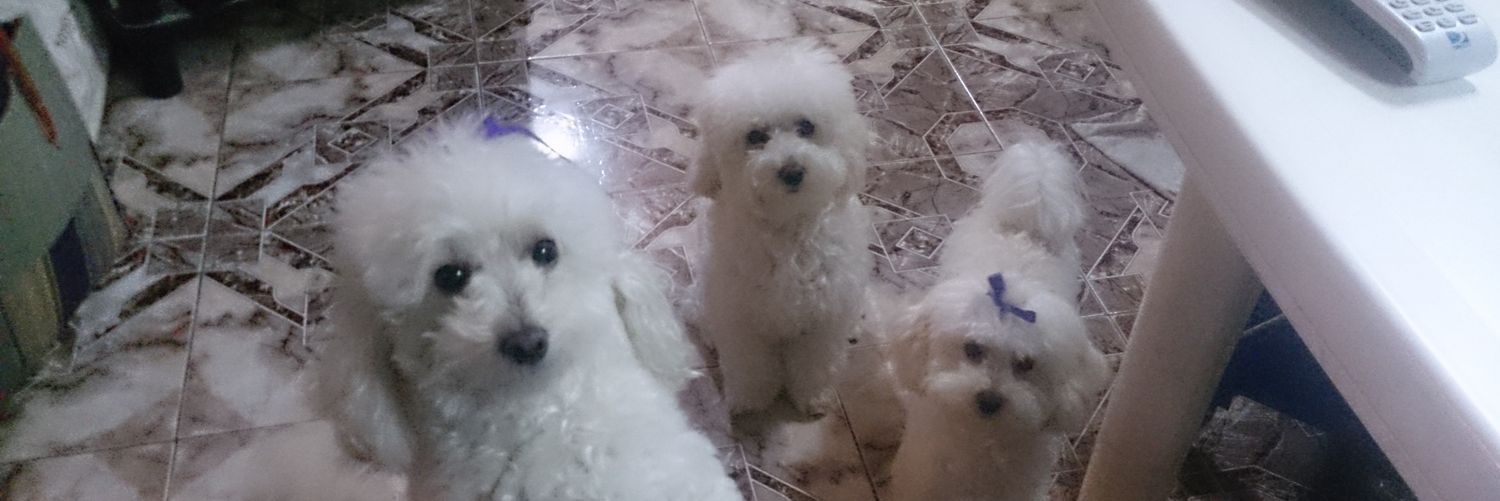 Cheta Adoptiva's banner