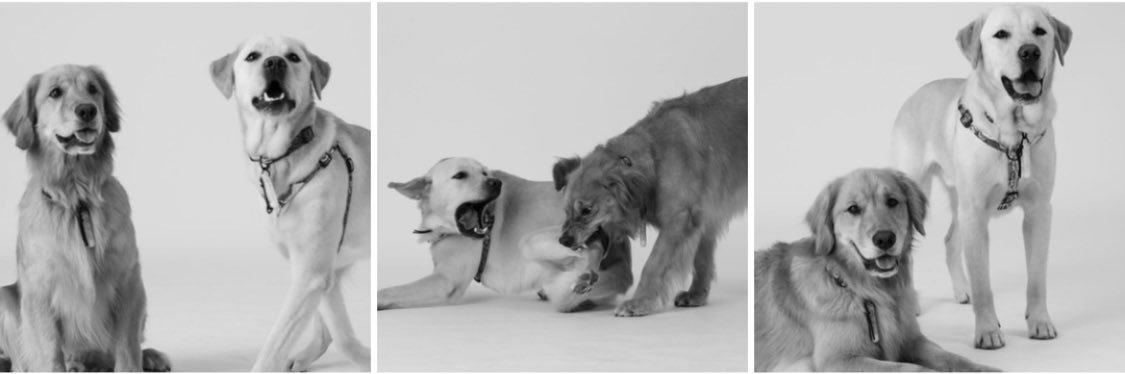 リュウ🌊節子🧌🐕🐕's banner