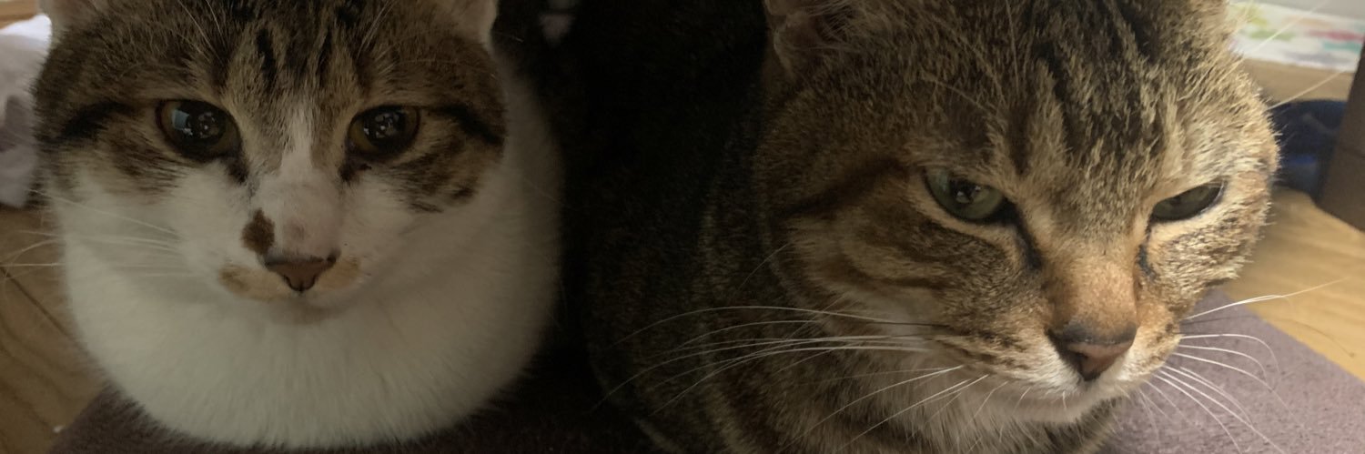 猫TikTokerしぶけん's banner