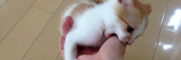 จอยอ🌸✨'s banner