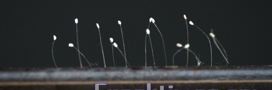 Nancyli's banner
