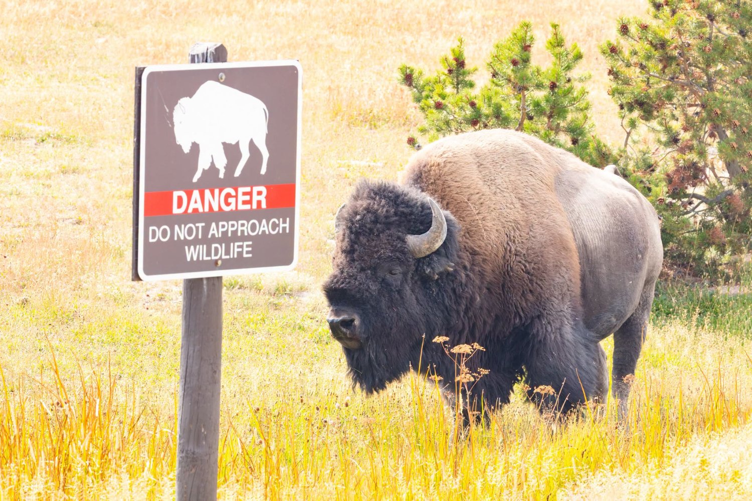 National Park Service's banner