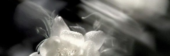 dani / semi INACTIVE's banner