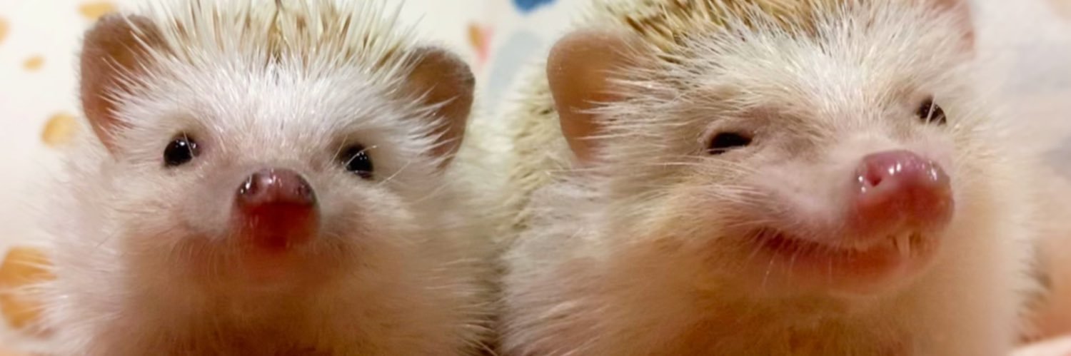 きなこ@針村🦔's banner