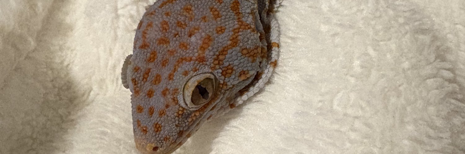 かおる🦎🐴🦔🕊️'s banner