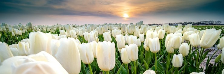 Tulipan 🌷's banner