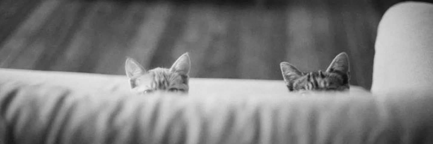Cat woman's banner