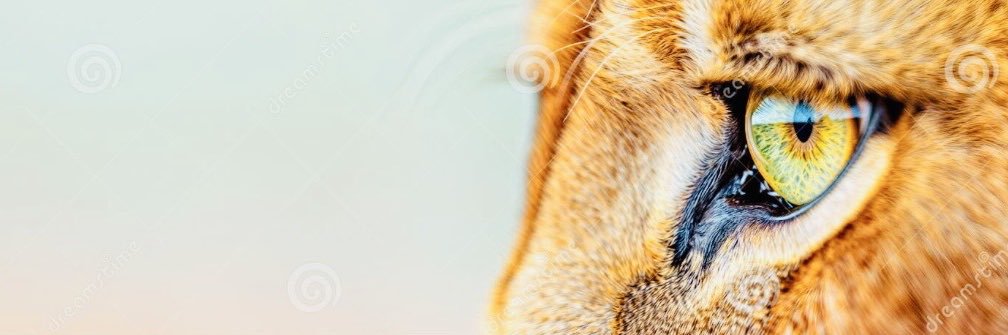 نورا المطيري 🕊's banner