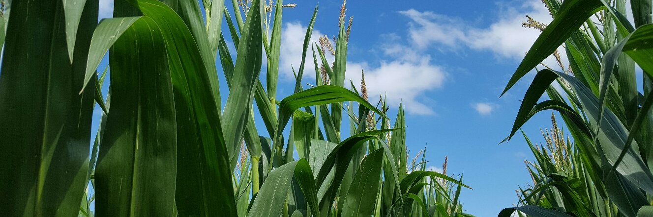 National Corn (NCGA)'s banner