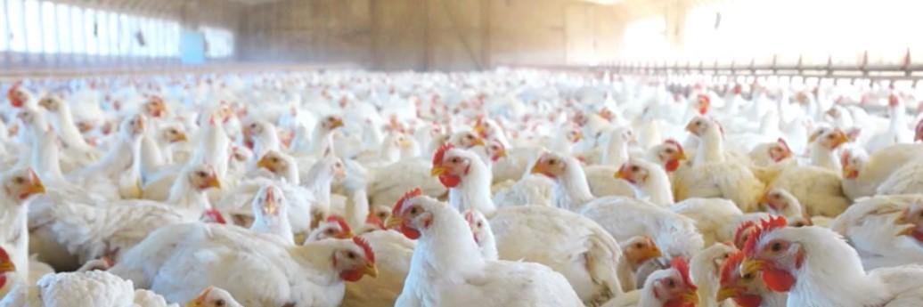 ChickenCheckIn's banner