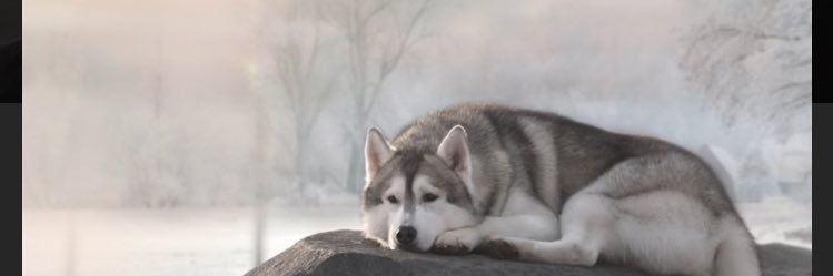 竹(たけ)'s banner