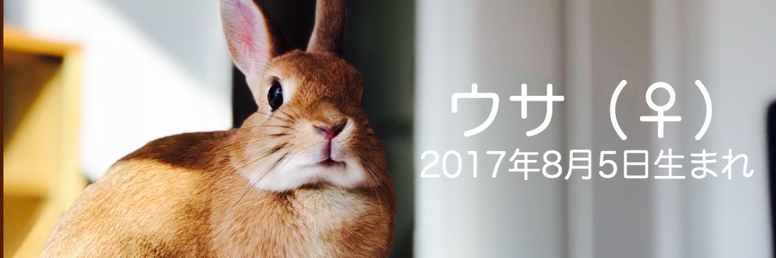 うさ男（お）'s banner