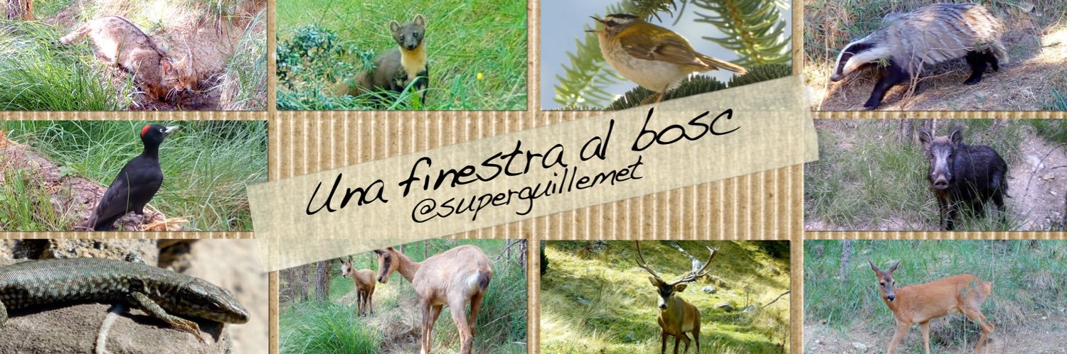 Una finestra al bosc's banner