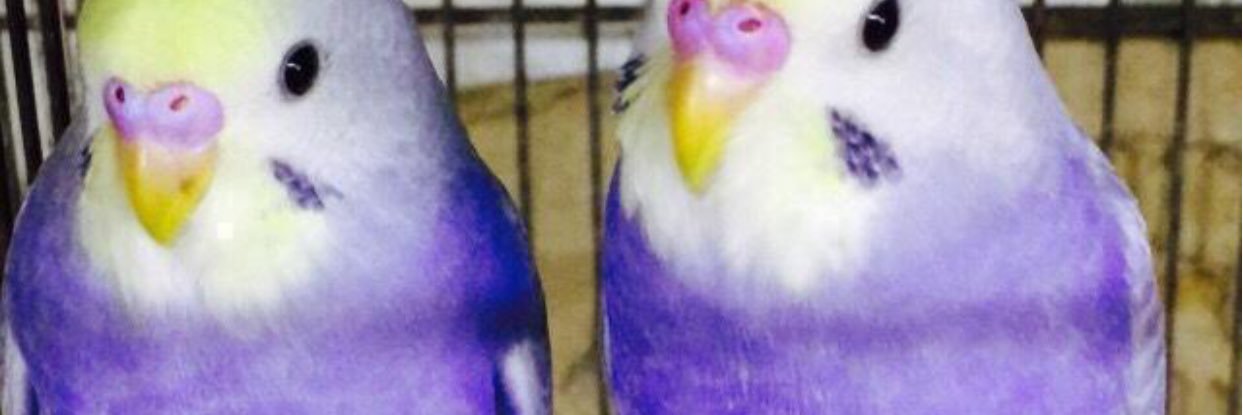 美鳥園's banner
